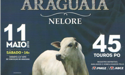 ‘10º Leilão Joias do Araguaia’ vai oferecer 45 touros Nelore