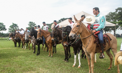ABCZ realiza 1º Concurso de Marcha de Muares dentro da Equishow 2019