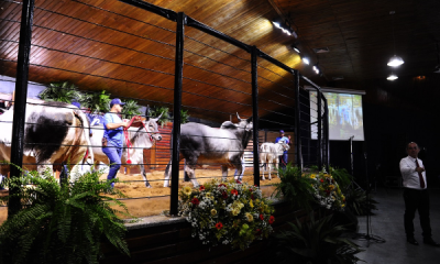 Mais de R$35 milhões já foram movimentados em leilões da ExpoZebu 2019