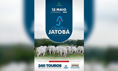 Leilão Virtual Genética Jatobá Pecuária oferecerá reprodutores com genética comprovada