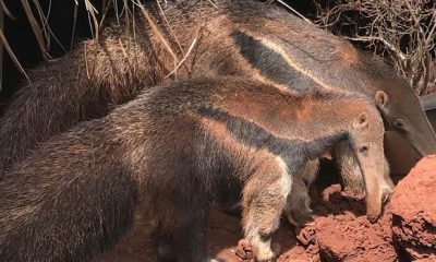 Instituto Estadual de Florestas reabilita animais silvestres vítimas de crimes ambientais