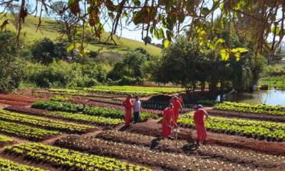 Hortaliças produzidas em presídios são doadas para instituições assistenciais