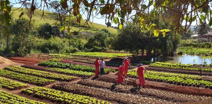 Hortaliças produzidas em presídios são doadas para instituições assistenciais