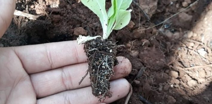 Escola estadual trabalha para se tornar 100% sustentável