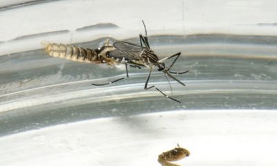 Governo já destinou R$ 12,7 milhões para ações de controle da dengue