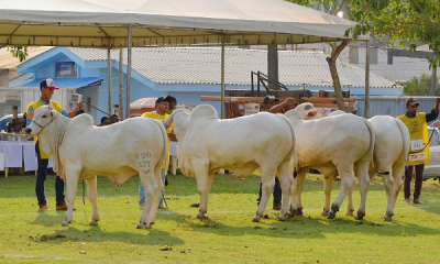 46ª Expoacre reúne mais de 100 zebuínos em pista