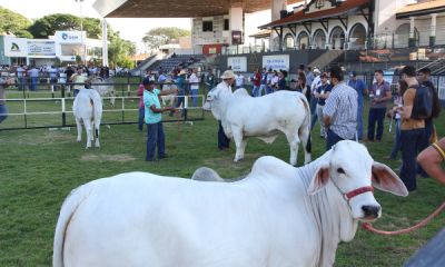 Novidade no Zootec 2019, primeiro dia de evento é marcado por atualização profissional