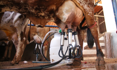 Começam ordenhas oficiais do ‘6º Concurso Leiteiro de Fazenda’