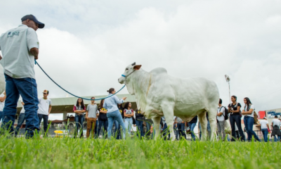 Minicursos irão movimentar primeiro dia do Zootec 2019