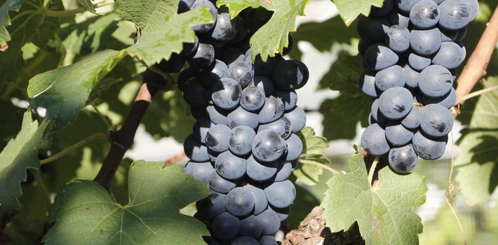 Epamig desenvolve suco de uva com substância que previne doenças