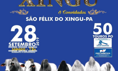 ‘13º Leilão Joias do Xingu e convidados’ vai ofertar mais de 50 touros PO