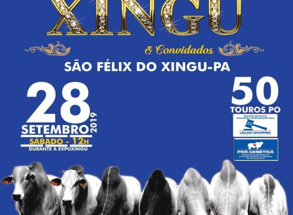 ‘13º Leilão Joias do Xingu e convidados’ vai ofertar mais de 50 touros PO