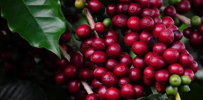 Inscrição para o Concurso de Qualidade dos Cafés de Minas Gerais termina no dia 9 de setembro