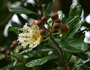 Fapemig apoia pesquisa sobre plantas metabólicas