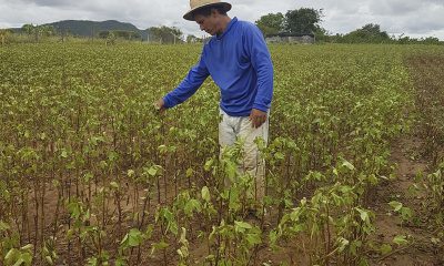 Adesão de Minas ao Garantia-Safra assegura benefício ao agricultor familiar do semiárido