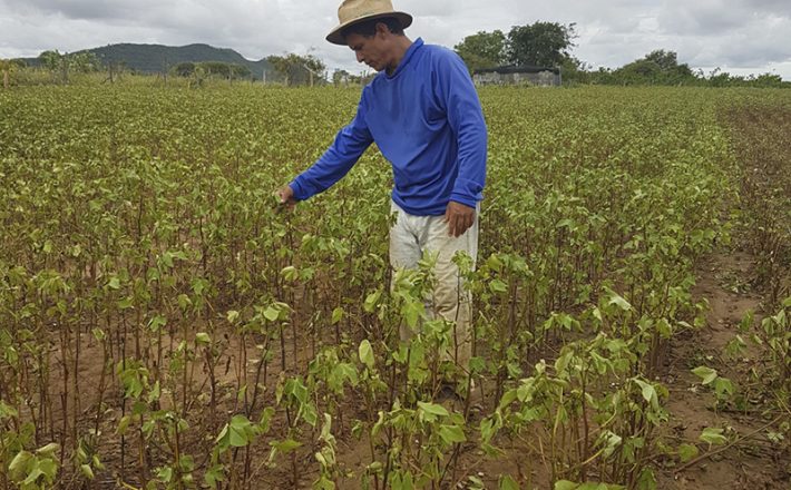 Adesão de Minas ao Garantia-Safra assegura benefício ao agricultor familiar do semiárido