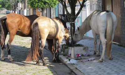 Posturas apreende 15 animais em dois dias nas ruas de Uberaba