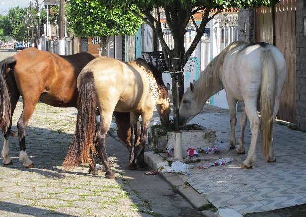 Posturas apreende 15 animais em dois dias nas ruas de Uberaba