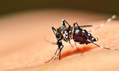 Prefeitura de Uberaba busca novas tecnologias na luta contra a dengue