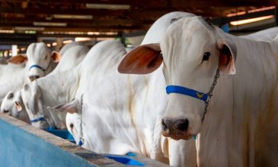 Expoinel Minas abre o calendário anual de feiras no Parque Fernando Costa