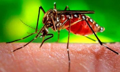 LIRAa aponta 8,9% de infestação do aedes aegypti em Uberaba