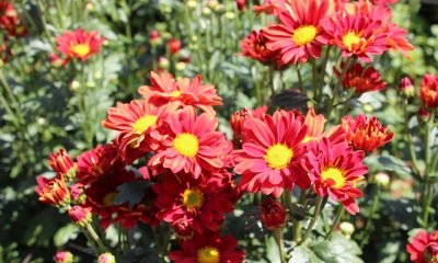 Produção de flores e plantas ornamentais pode receber incentivos federais em 2020