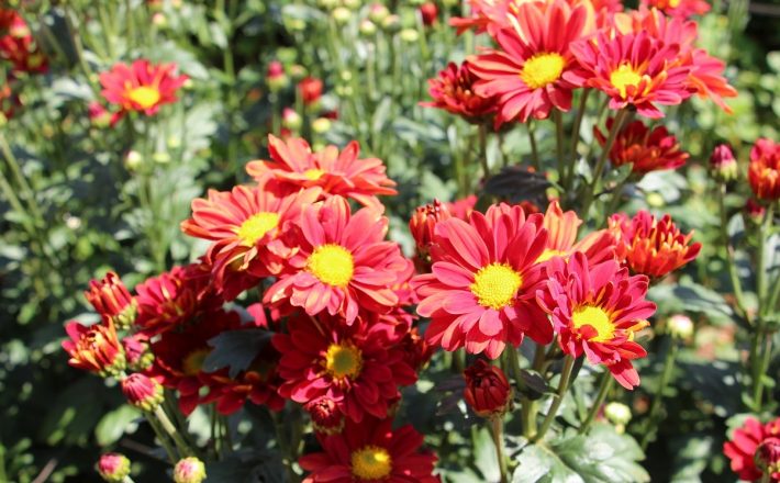 Produção de flores e plantas ornamentais pode receber incentivos federais em 2020