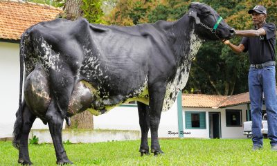 Vaca Girolando entra para o Guinness World Records