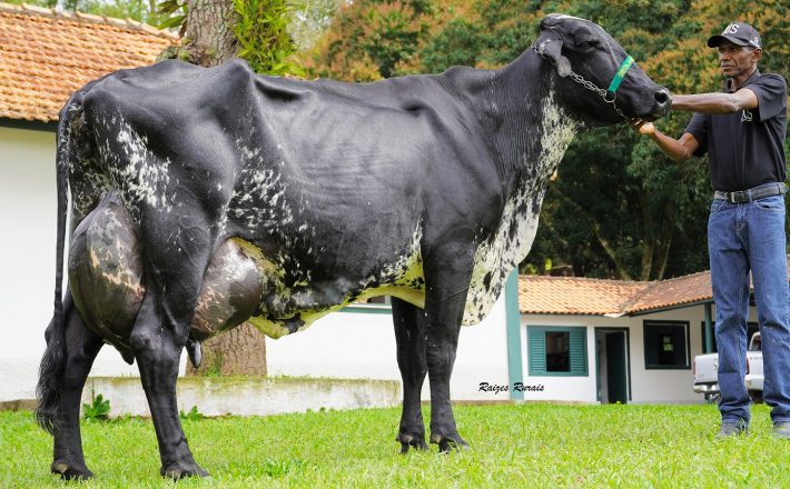 Vaca Girolando entra para o Guinness World Records