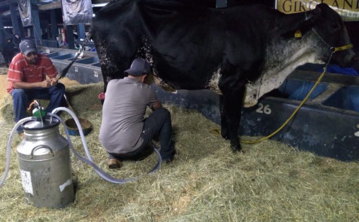 Começa o Torneio Leiteiro do Circuito Megaleite 2019/2020 – Etapa Uberaba