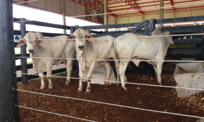 Pró-Genética comercializa 29 touros durante Show Rural Coopavel