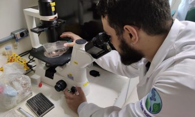 Ômega-3 reduz morte de neurônios pelo vírus Zika, diz pesquisa