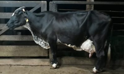 Vaca Girolando atinge marca rara de produção de leite na raça