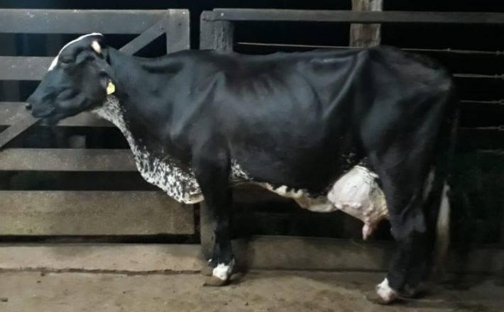 Vaca Girolando atinge marca rara de produção de leite na raça