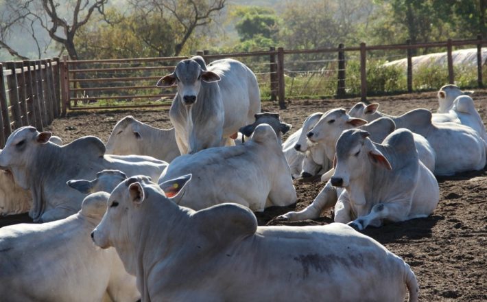 PNAT atinge marca de 100 mil doses distribuídas! PNAT atinge marca de 100 mil doses distribuídas!