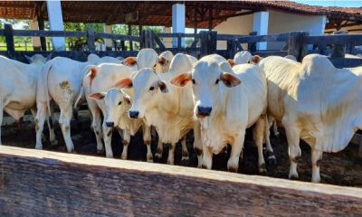 Fazendas Ribeirão conclui primeira Prova de Ganho em Peso do Ceará