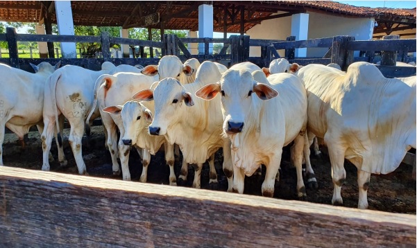 Fazendas Ribeirão conclui primeira Prova de Ganho em Peso do Ceará