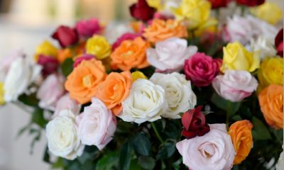 Campanha do Governo estimula envio de flores no Dia das Mães
