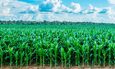 PMU divulga dados da Safrinha 2020 com destaque para milho e batata