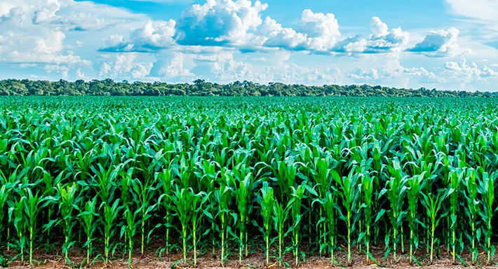 PMU divulga dados da Safrinha 2020 com destaque para milho e batata