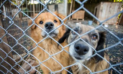 Governador lança projeto pioneiro relacionado à acolhida de animais