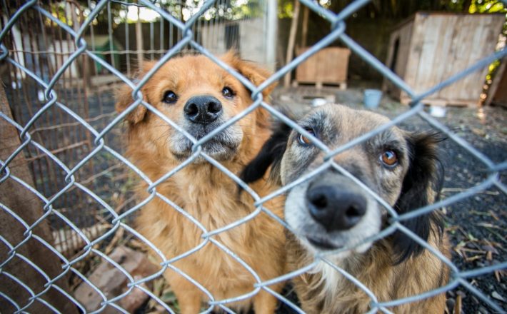 Governador lança projeto pioneiro relacionado à acolhida de animais