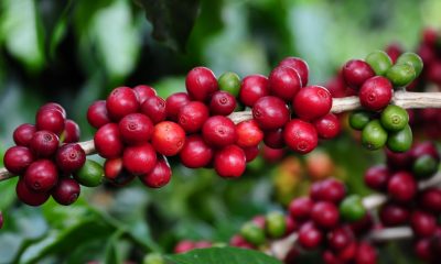 Governo anuncia Concurso de Qualidade de Café