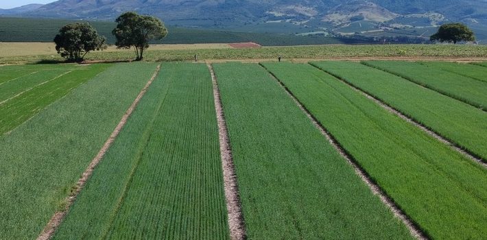 Minas avalia novas cultivares de trigo