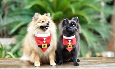 Coluna Social Marise Romano 13-11-2020