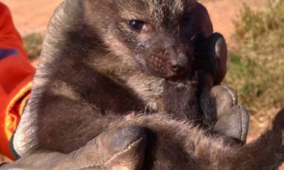 Minas Gerais registra aumento na captura de animais silvestres em áreas urbanas