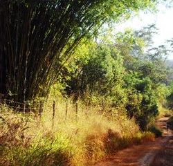 Prazo para adesão ao Programa de Regularização Ambiental termina em 31/12