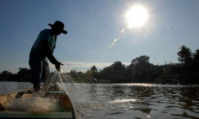 Apicultores cessionários devem enviar relatório anual de produção até 31 de março