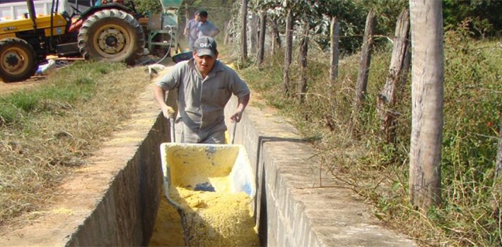 Epamig mostra benefícios da silagem com milho reidratado para vacas leiteiras