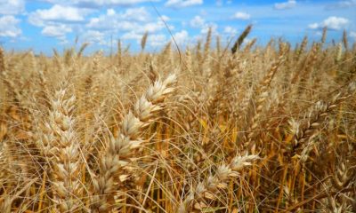 Embrapa dá dicas sobre sementes para os cultivos de inverno